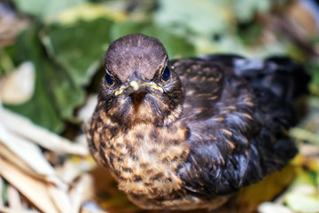 The bird thrush chick looks into the camera wary