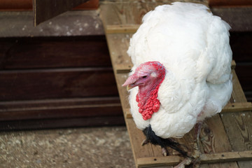 Turkey on a farm