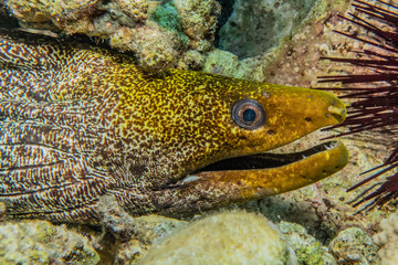 Moray eel Mooray lycodontis undulatus in the Red Sea, eilat israel