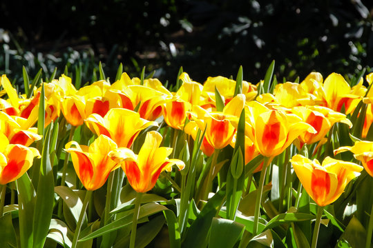 Spring yellow and red tulips blooming with green stalk against a dark background on a sunny day outdoors. Concept image for seasons Spring and Summer, Nature, Valentine´s and Mother´s Day.