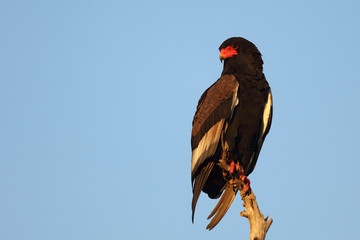 Gaukler / Bateleur / Terathopius ecaudatus