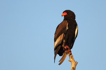 Fototapeta premium Gaukler / Bateleur / Terathopius ecaudatus
