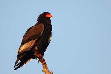 Gaukler / Bateleur / Terathopius ecaudatus