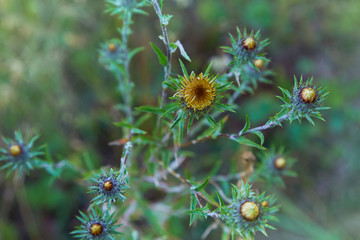 Carlina biebersteinii plant at field at nature. Carlina vulgaris or Carline thistle, family Asteraceae (Compositae). Carlina corymbosa