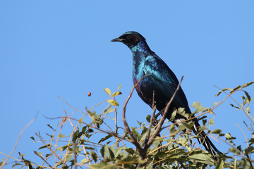 Riesenglanzstar / Burchell's starling / Lamprotornis Australis