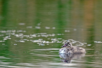 Haubentaucher (Podiceps cristatus) Küken - Great crested grebe © bennytrapp