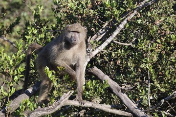 Bärenpavian / Chacma Baboon / Papio ursinus.