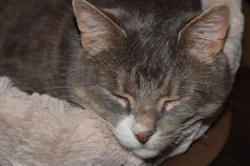 gray home cat sleeps in his soft cozy bed