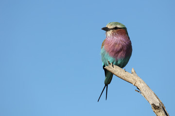 Gabelracke / Lilacbreasted Roller / Coracias caudata