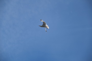 A Seagull Gracefully Diving in the blue sky