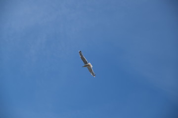beautiful diving gull in the blue sky