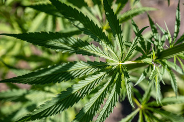 Naklejka na ściany i meble bushes hemp plant. Bushes of the cannabis plant close-up