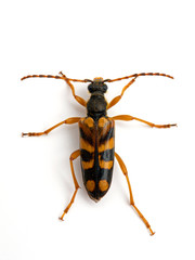 longhorn flower beetle, Xestoleptura crassipes, dusted with yellow pollen, from above, isolated