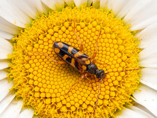longhorn flower beetle, Xestoleptura crassipes, dusted with yellow pollen, from above, on daisy...