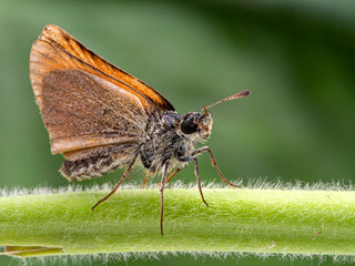 skipper butterfly, Hesperiidae sp. on plant stem, side view