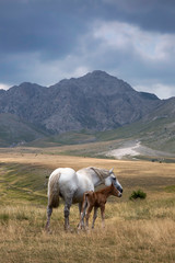 Campo Imperatore is a mountain grassland or alpine meadow  located above Gran Sasso massif, the largest plateau of Apennine ridge. Known as 