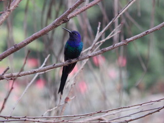 bird on a branch