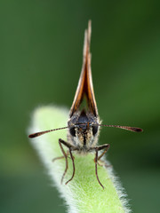 close-up portrait of a skipper butterfly, Hesperiidae sp. on plant stem, front view