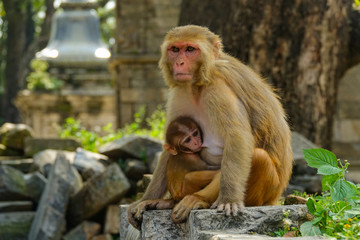 Naklejka premium CLOSE UP: Hungry baby macaque feeding as its mother looks around the temples.