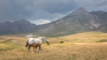 Campo Imperatore is a mountain grassland or alpine meadow located above Gran Sasso massif, the largest plateau of Apennine ridge. Known as 