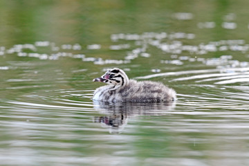 Haubentaucher (Podiceps cristatus) Küken - Great crested grebe © bennytrapp