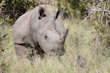 Obraz premium Breitmaulnashorn / Square-lipped Rhinoceros / Ceratotherium Simum