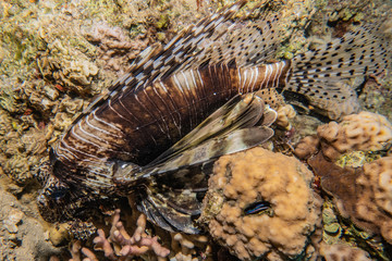 Lion fish in the Red Sea colorful fish, Eilat Israel