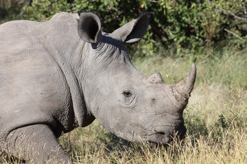 Obraz premium Breitmaulnashorn / Square-lipped Rhinoceros / Ceratotherium Simum