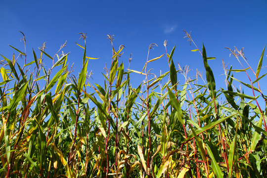 Corn field closeup with green leaves and red stalks against a blue sky on sunny day. Photo taken from a lower angle seeing upwards.