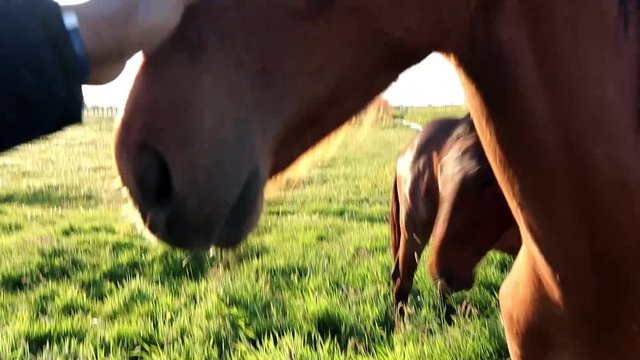 horses in the ranch close up with lens glares from sun rays