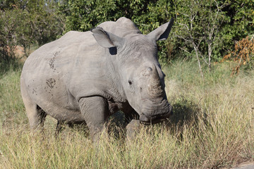 Fototapeta premium Breitmaulnashorn / Square-lipped Rhinoceros / Ceratotherium Simum