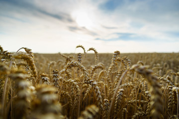 Weizenfeld im Juli