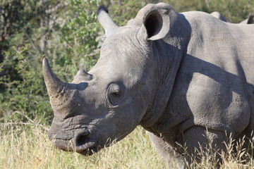 Breitmaulnashorn / Square-lipped Rhinoceros / Ceratotherium Simum