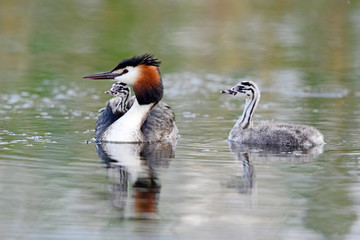 Haubentaucher (Podiceps cristatus) mit Jungtieren - Great crested grebe