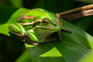 A gorgeous green bell frog sunbathing in a garden in New Zealand. 