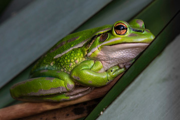 A green and golden bell frog nestled between two leaves - closeup macro photo. 