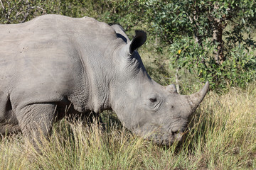 Fototapeta premium Breitmaulnashorn / Square-lipped Rhinoceros / Ceratotherium Simum