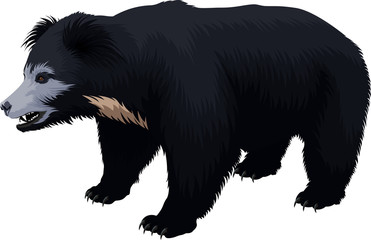vector Indian sloth bear