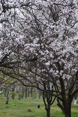 Beautiful blooming apricot trees in early spring