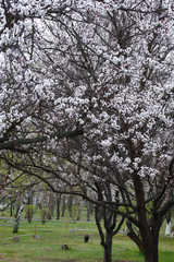 Fototapeta premium Beautiful blooming apricot trees in early spring