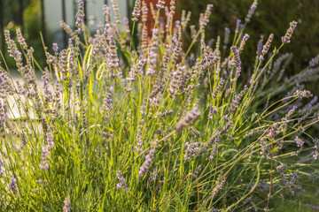 Lavender flowers in a lavender field close-up, Soft focus. Summertime.
