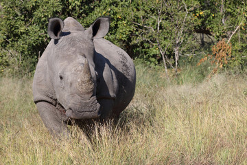 Breitmaulnashorn / Square-lipped Rhinoceros / Ceratotherium Simum