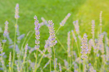 Lavender flowers in a lavender field close-up. Summertime.