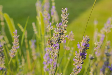 honey bee on lavender flowers in a lavender field close-up. Summertime.