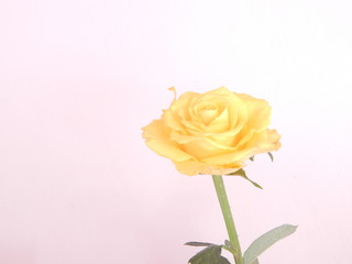 yellow rose isolated on white background