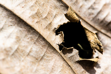 close up tree leaf in autumn