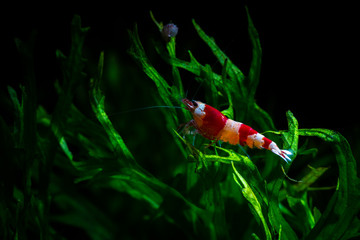Caridina cantonesis crystal red shrimp eating pets