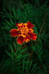 summer flowers in the garden