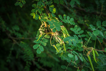 acacia branches in the sun