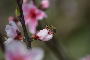 Abeja en flor de duraznero 2